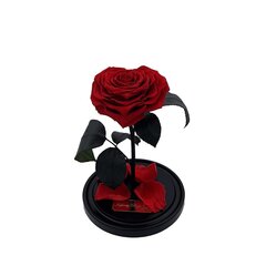 Uinuv roos M, südamekujuline (25 cm kõrge / 15 cm lai) + Vau-efektiga karp hind ja info | Uinuvad roosid, taimed | kaup24.ee