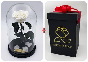 Roos klaasis L, Valge (kõrgus 30 cm / laius 19 cm) + Vau-efektiga karp hind ja info | Uinuvad roosid, taimed | kaup24.ee