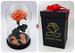 Roos klaasis L, Virsiku värvi (kõrgus 30 cm / laius 19 cm) + Vau-efektiga karp hind ja info | Uinuvad roosid, taimed | kaup24.ee