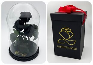 Roos klaasis Trinity, Must (kõrgus 30 cm / laius 19 cm) + Vau-efektiga karp hind ja info | Uinuvad roosid, taimed | kaup24.ee