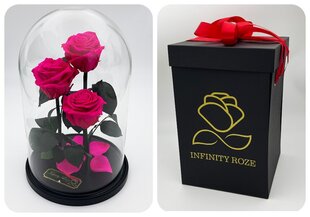 Roos klaasis Trinity, Fuksia värvi (kõrgus 30 cm / laius 19 cm) + Vau-efektiga karp hind ja info | Uinuvad roosid, taimed | kaup24.ee