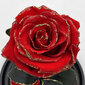 Roos klaasis S, Punane Gold (kõrgus 20 cm / laius 12,5 cm) hind ja info | Uinuvad roosid, taimed | kaup24.ee