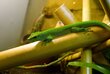 Bambusest pulk MOSO 150 cm 9-10 cm hind ja info | Dekoratsioonid | kaup24.ee