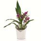 425623 LECHUZA Planter "ORCHIDEA ALL-IN-ONE" Matt White hind ja info | Istutus- ja turbapotid | kaup24.ee