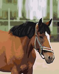 Kартины по номерам " Лошадь с белым лбом " 40x50 G Z5742 цена и информация | Живопись по номерам | kaup24.ee