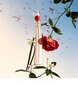 Parfüümvesi Kenzo Flower by Kenzo L'Absolue EDP naistele 50 ml цена и информация | Naiste parfüümid | kaup24.ee