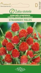 Гомфрена шаровидная STRAWBERY FIELDS цена и информация | Зайцехвост яйцевидный | kaup24.ee