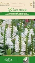 Virgiinia tonditupik valge цена и информация | Семена цветов | kaup24.ee