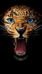 Алмазная мозаика злобный леопард 30х50 см цена и информация | Алмазная мозаика | kaup24.ee