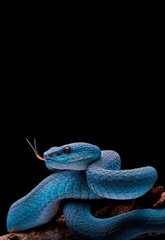 Алмазная мозаика голубая змейка 30х40 см цена и информация | Алмазная мозаика | kaup24.ee