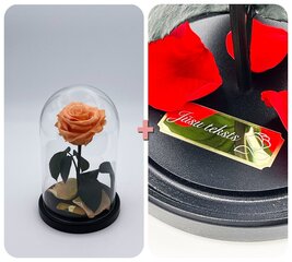 Roos klaasis S, Virsiku värvi (kõrgus 20 cm / laius 12,5 cm) + graveeringuga hind ja info | Uinuvad roosid, taimed | kaup24.ee