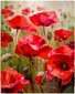 Numbrite järgi maalimine komplekt Centrum Poppies, 30x40 cm hind ja info | Maalid numbri järgi | kaup24.ee