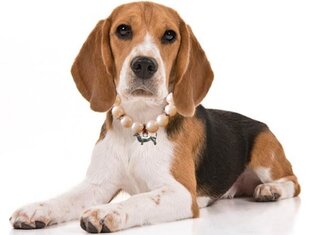 Ожерелье из бисера для кошек и собак без застежки цена и информация | Ошейники, подтяжки для собак | kaup24.ee