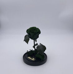 Roos klaasis S, Roheline (kõrgus 20 cm / laius 12,5 cm) hind ja info | Uinuvad roosid, taimed | kaup24.ee