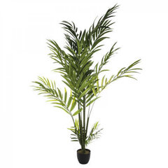 Palmipuu, 230 cm hind ja info | Kunstlilled | kaup24.ee