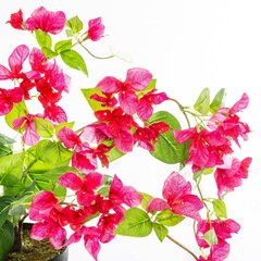 Kunst bougainvillea, roosa цена и информация | Искусственные цветы | kaup24.ee