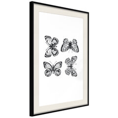 Poster Butterfly Collection, must raam koos paspartuuga hind ja info | Seinapildid | kaup24.ee