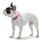 Hunter Convenience Comfort koera kaelarihm, roosa цена и информация | Kaelarihmad ja traksid koertele | kaup24.ee