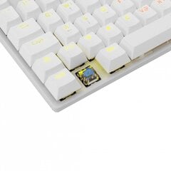 White Shark GK-2106 US цена и информация | Клавиатура с игровой мышью 3GO COMBODRILEW2 USB ES | kaup24.ee