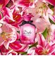 Parfüümvesi Dolce&Gabbana Dolce Lily EDT 50 ml: цена и информация | Naiste parfüümid | kaup24.ee