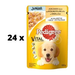 Корм для собак Pedigree Junior с курицей в желе, упаковка 24 шт. по 100 г цена и информация | Консервы для собак | kaup24.ee