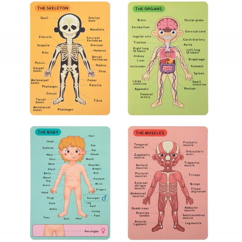 Tooky Toy magnetkaardid, inimese anatoomia цена и информация | Arendavad mänguasjad | kaup24.ee