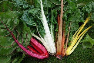Lehtpeet Bright Lights цена и информация | Семена овощей, ягод | kaup24.ee
