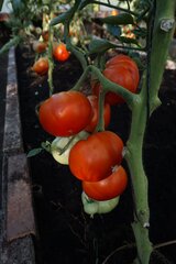 Harilik tomat Jergus H hind ja info | Köögivilja-, marjaseemned | kaup24.ee