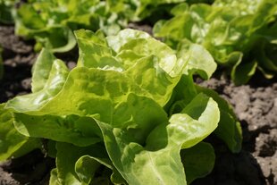 Salat Appia цена и информация | Семена овощей, ягод | kaup24.ee