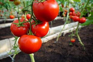 Tomatid Mahitos H цена и информация | Семена овощей, ягод | kaup24.ee