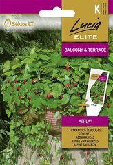 Rippuvad maasikad Attila цена и информация | Семена овощей, ягод | kaup24.ee