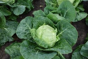 Valge kapsas Slava H цена и информация | Семена овощей, ягод | kaup24.ee