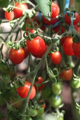 Tomatid Malinowy Kapturek цена и информация | Семена овощей, ягод | kaup24.ee