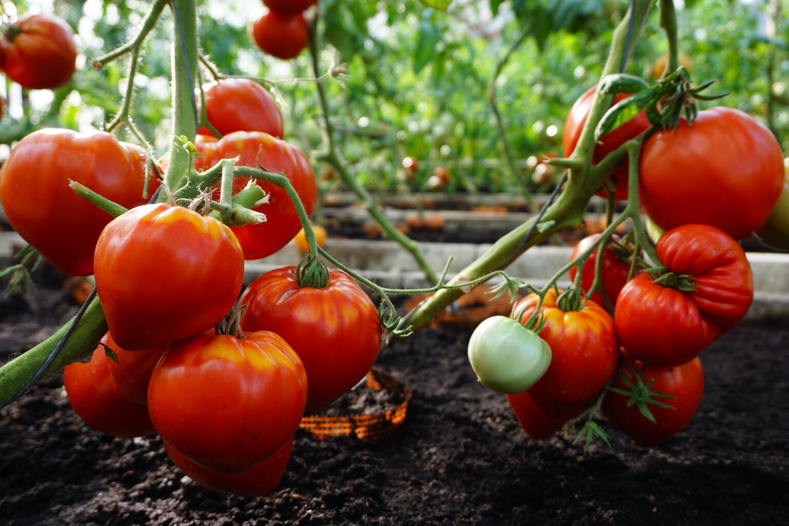 Söödavad tomatid Gourmandia H hind ja info | Köögivilja-, marjaseemned | kaup24.ee