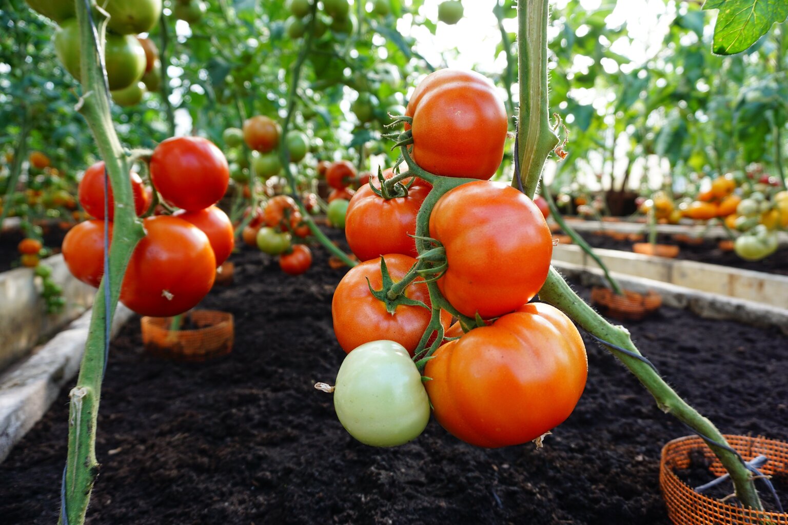 Söödavad tomatid Bellfort H hind ja info | Köögivilja-, marjaseemned | kaup24.ee