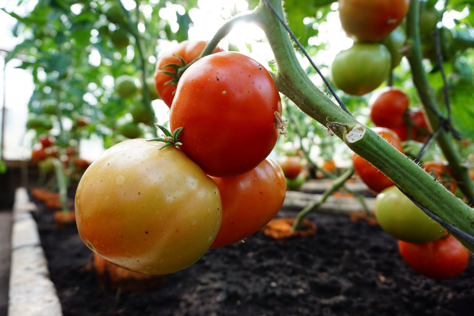 Söödavad tomatid Bellfort H hind ja info | Köögivilja-, marjaseemned | kaup24.ee