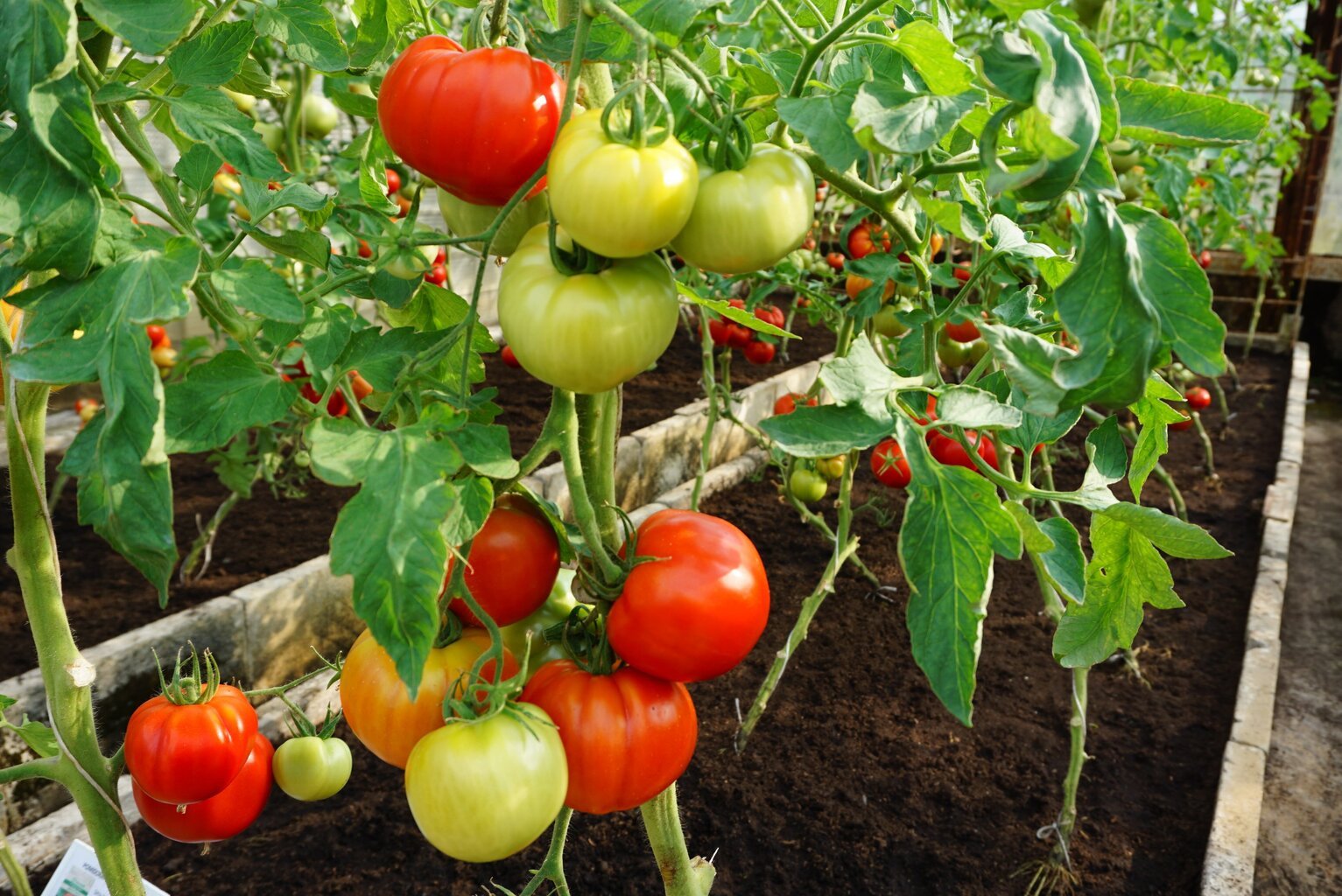 Söödavad tomatid Country Taste H hind ja info | Köögivilja-, marjaseemned | kaup24.ee