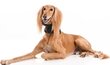 Sall koertele/ümmargune sall, soe ja ilus pehmest poolvillast hind ja info | Riided koertele | kaup24.ee