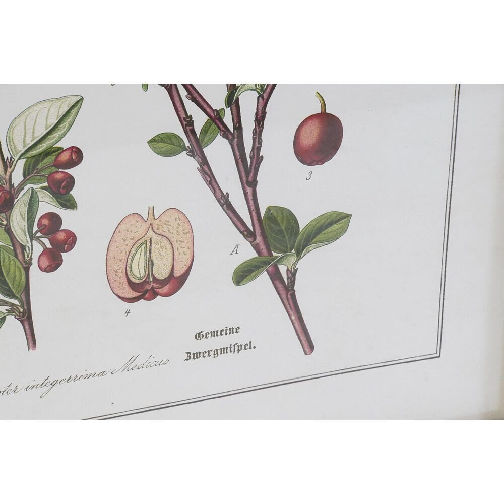 Maal DKD Home Decor Botaanilised taimed (55 x 2 x 70 cm) (6 Ühikut) цена и информация | Seinapildid | kaup24.ee