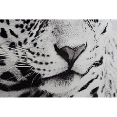 Maal DKD Home Decor Leopard Koloniaalne (100 x 2,5 x 100 cm) (2 Ühikut) цена и информация | Картины, живопись | kaup24.ee