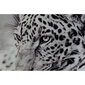 Maal DKD Home Decor Leopard Koloniaalne (100 x 2,5 x 100 cm) (2 Ühikut) цена и информация | Seinapildid | kaup24.ee