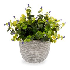 Декоративное растение Ibergarden (10 x 19 x 10 см) цена и информация | Детали интерьера | kaup24.ee