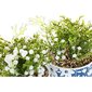 Dekoratiivne Taim DKD Home Decor Vaas Portselan Sinine Valge Roheline PE (13.5 x 13.5 x 25 cm) (2 Ühikut) hind ja info | Kunstlilled | kaup24.ee