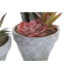 Декоративное растение DKD Home Decor EVA PE (17 x 16 x 28 см) (2 шт.) цена и информация | Искусственные цветы | kaup24.ee