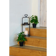 Dekoratiivne Taim DKD Home Decor Must Roheline PVC PP (20 x 20 x 30 cm) hind ja info | Kunstlilled | kaup24.ee