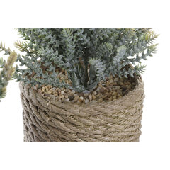 Декоративное растение DKD Home Decor Серый Коричневый Зеленый EVA PE (11 x 12 x 14 cm) (2 штук) цена и информация | Искусственные цветы | kaup24.ee