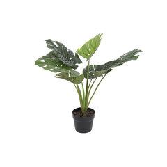 Dekoratiivne Taim DKD Home Decor Monstera Monstera Roheline PVC (65 x 65 x 60 cm) hind ja info | Kunstlilled | kaup24.ee