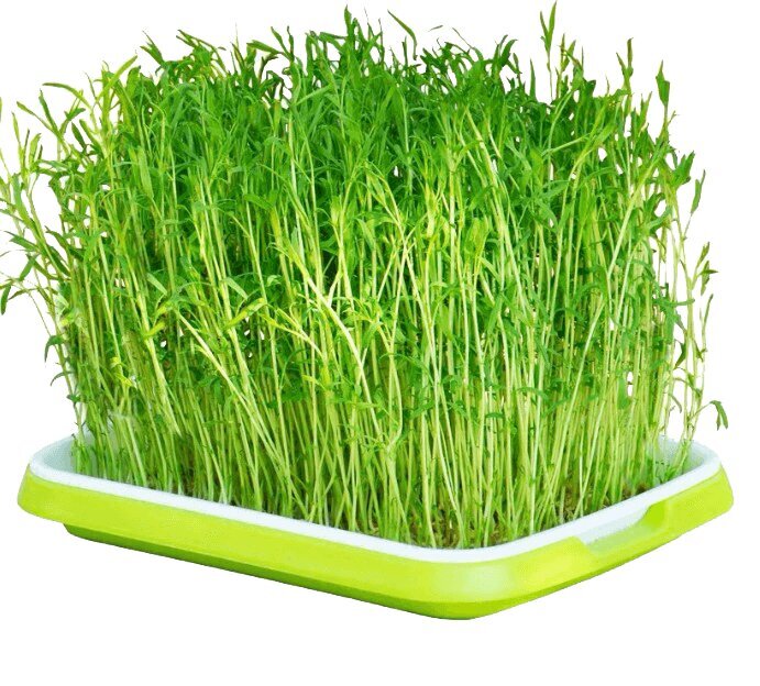 Kandik mikroroheliste kasvatamiseks Microgreens Tray hind ja info | Dekoratiivsed lillepotid | kaup24.ee