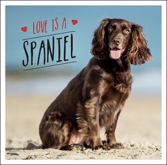 Love is a Spaniel: A Dog-Tastic Celebration of the World's Most Lovable Breed цена и информация | Книги по фотографии | kaup24.ee