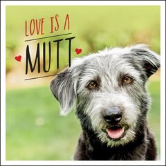 Love is a Mutt: A Dog-Tastic Celebration of the World's Cutest Mixed and Cross Breeds hind ja info | Fotograafia raamatud | kaup24.ee